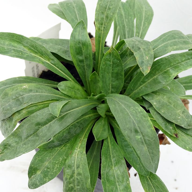 Erigeron Professor Korodi (Folhagem)