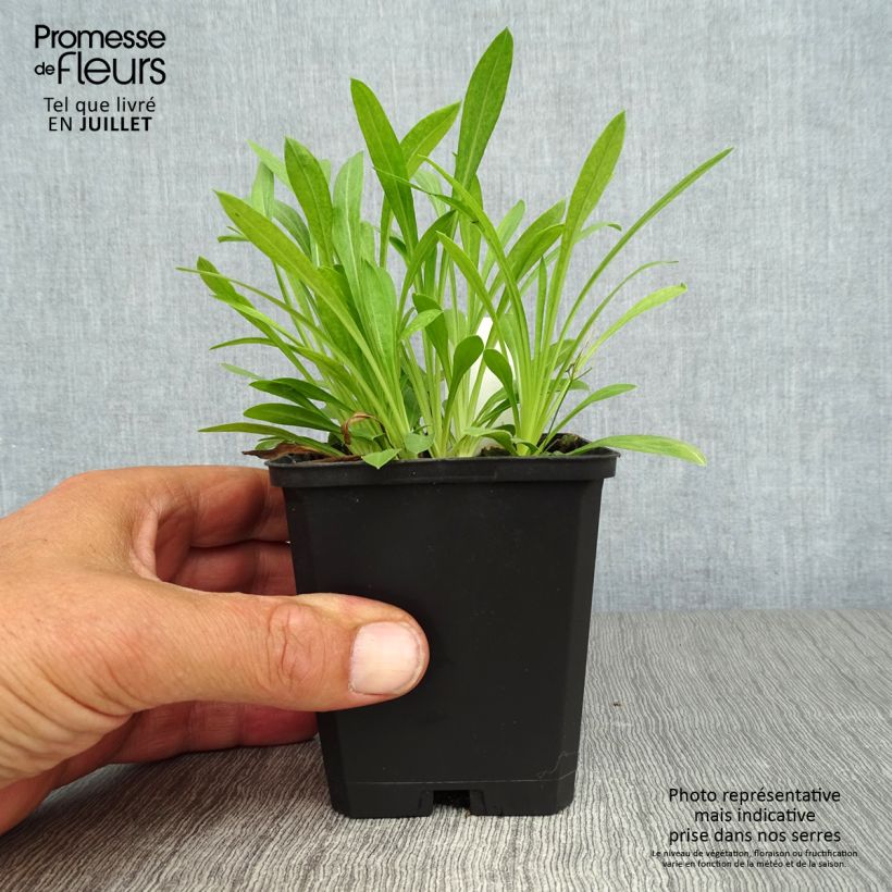 Amostra de Erigeron Professor Korodi Vaso de 8/9 cm tal como entregue no verão