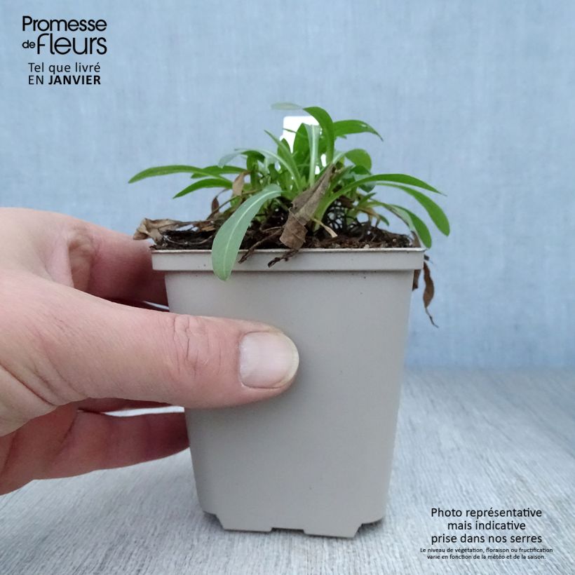 Amostra de Erigeron Professor Korodi - Vergerette Vaso de 8/9 cm tal como entregue no inverno