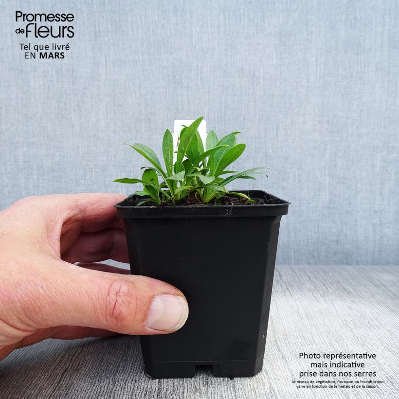 Amostra de Erigeron Professor Korodi Vaso de 8/9 cm tal como entregue na primavera