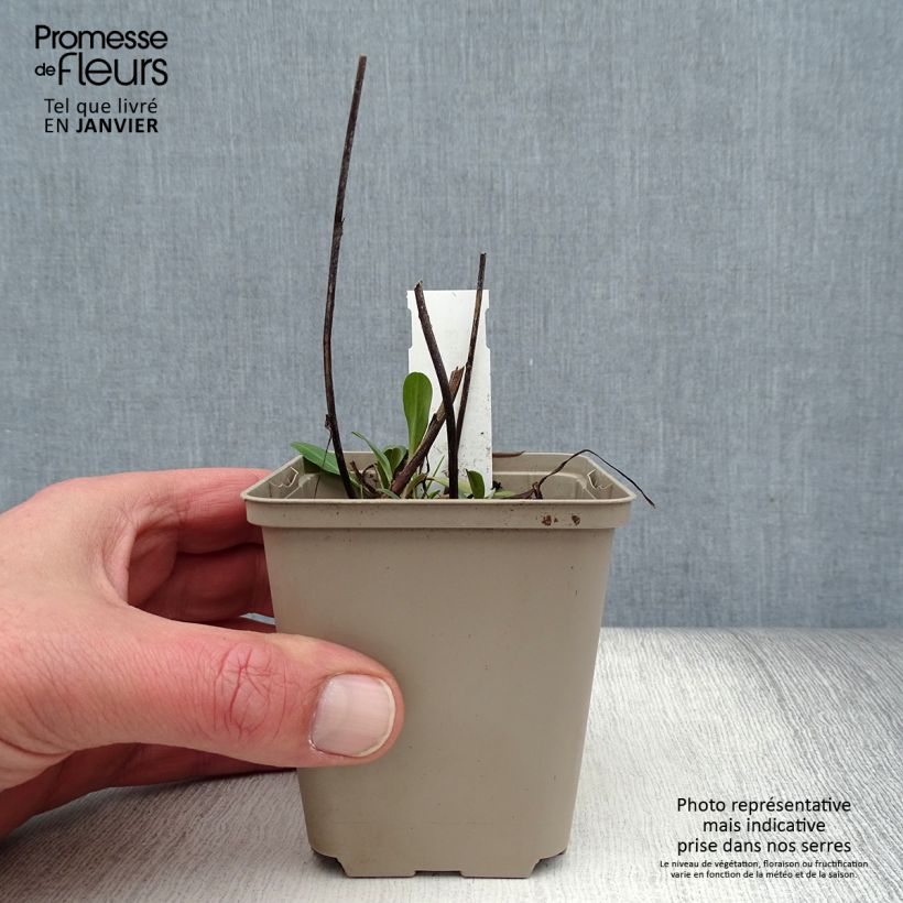 Amostra de Erigeron Quakeress Vaso de 8/9 cm tal como entregue no inverno