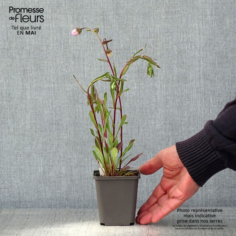 Amostra de Erigeron Quakeress Vaso de 8/9 cm tal como entregue na primavera
