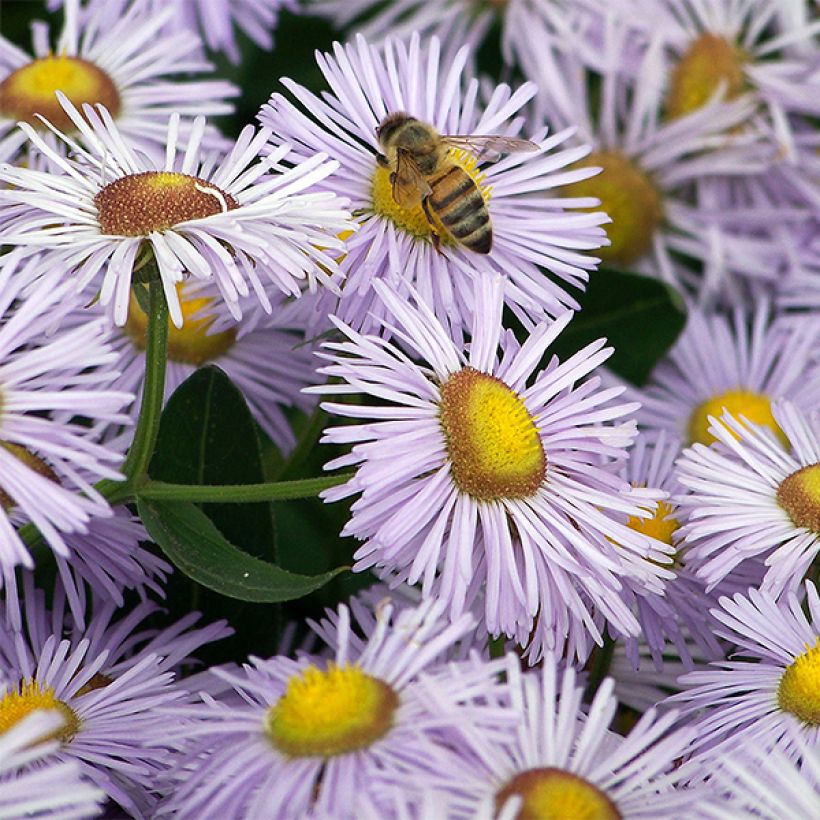 Erigeron Quakeress (Floração)