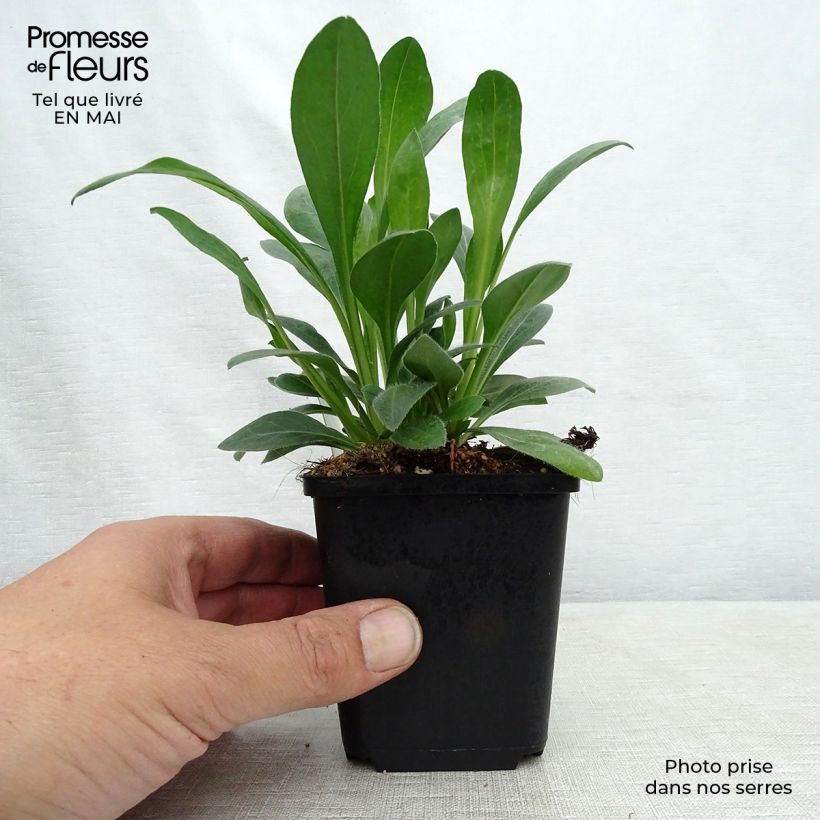 Amostra de Erigeron speciosus Rosa Jewel Vaso de 8/9 cm tal como entregue na primavera