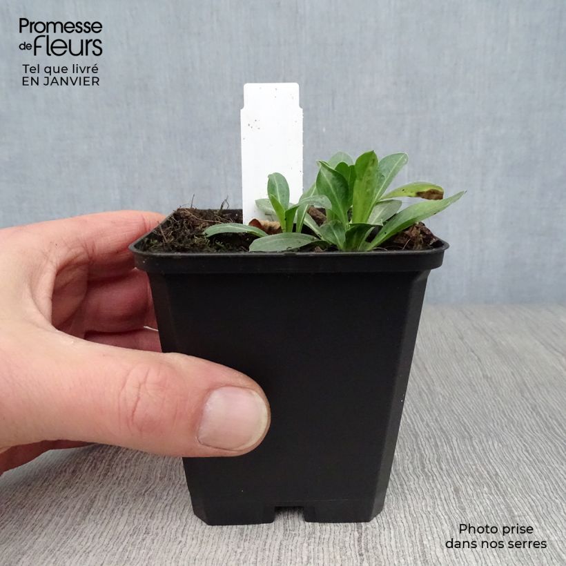 Amostra de Erigeron Rosa Jewel - Vergerette Vaso de 8/9 cm tal como entregue no inverno