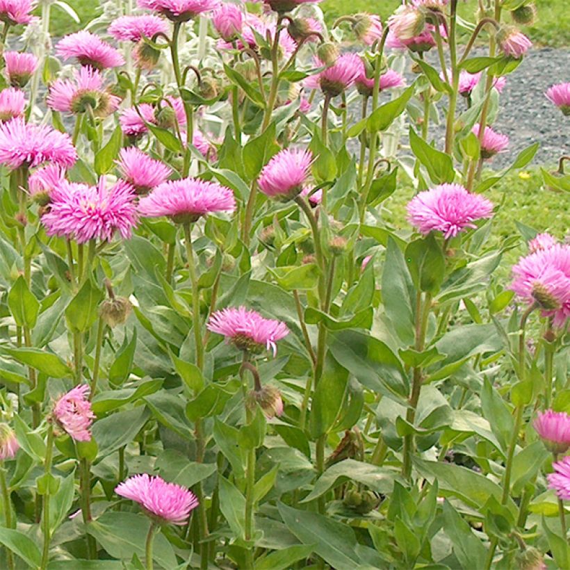 Erigeron speciosus Rosa Jewel (Floração)