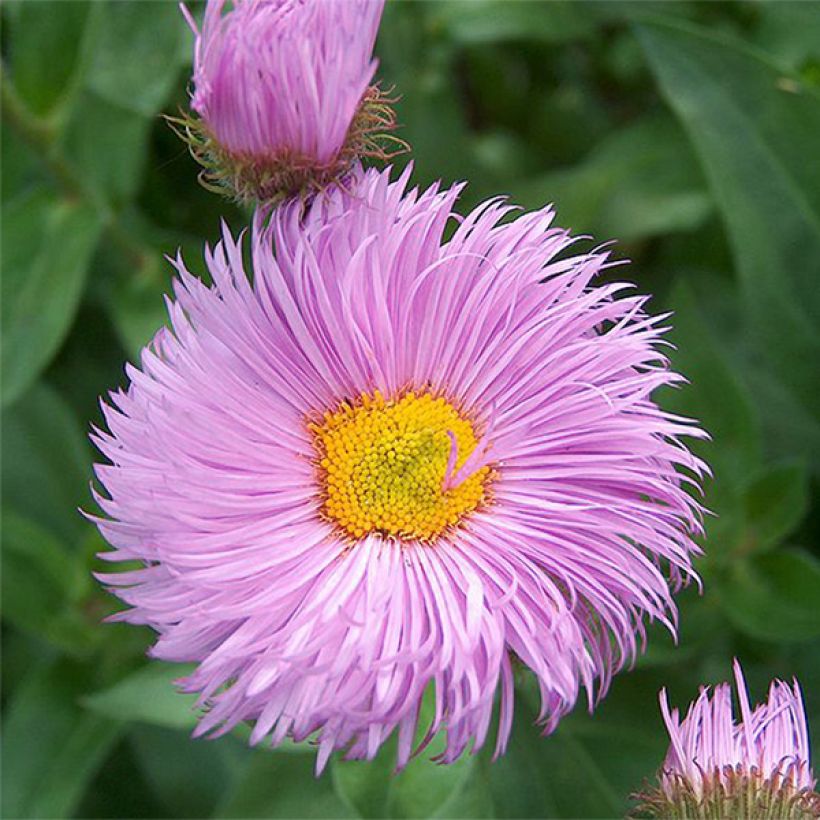 Erigeron Rosa Triumph (Floração)