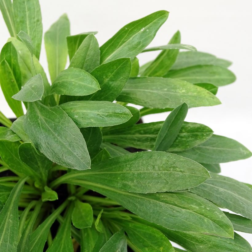 Erigeron Rosa Triumph (Folhagem)