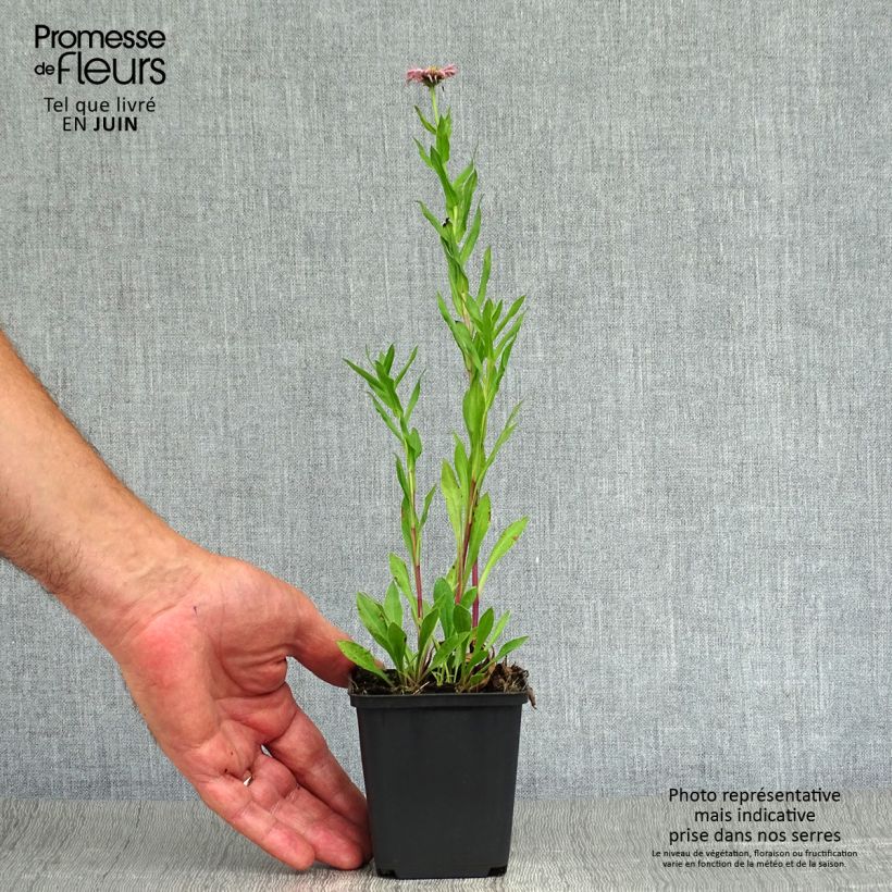 Amostra de Erigeron Rosa Triumph Vaso de 8/9 cm tal como entregue no verão