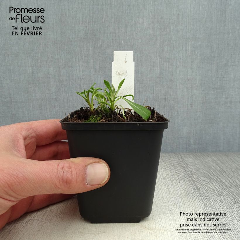 Amostra de Erigeron Rosa Triumph - Vergerette Vaso de 8/9 cm tal como entregue no inverno