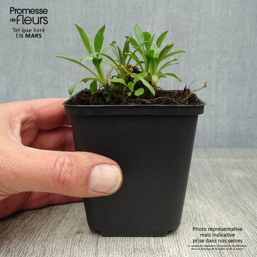 Amostra de Erigeron Rosa Triumph Vaso de 8/9 cm tal como entregue na primavera