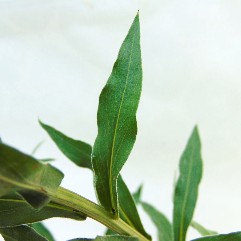 Erigeron Schwarzes Meer (Folhagem)