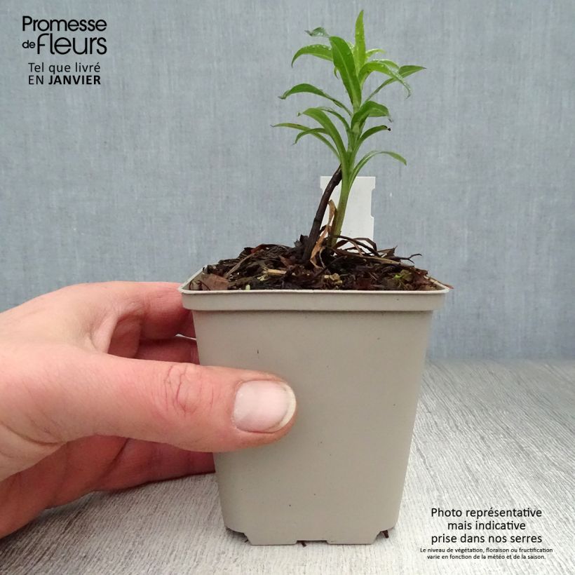 Amostra de Erigeron Schwarzes Meer, Vergerette Godet de 8/9 cm tal como entregue no inverno