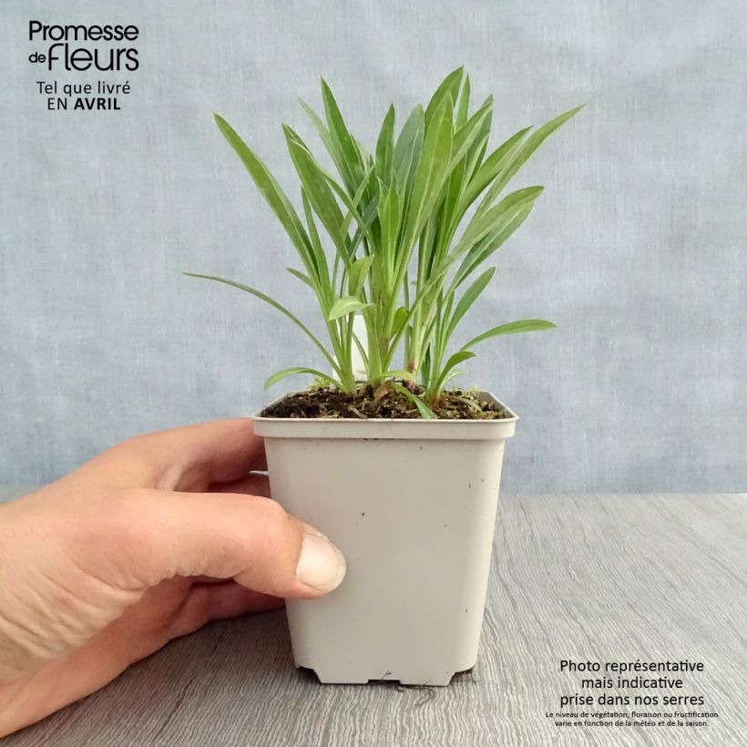 Amostra de Erigeron Schwarzes Meer Vaso de 8/9 cm tal como entregue na primavera