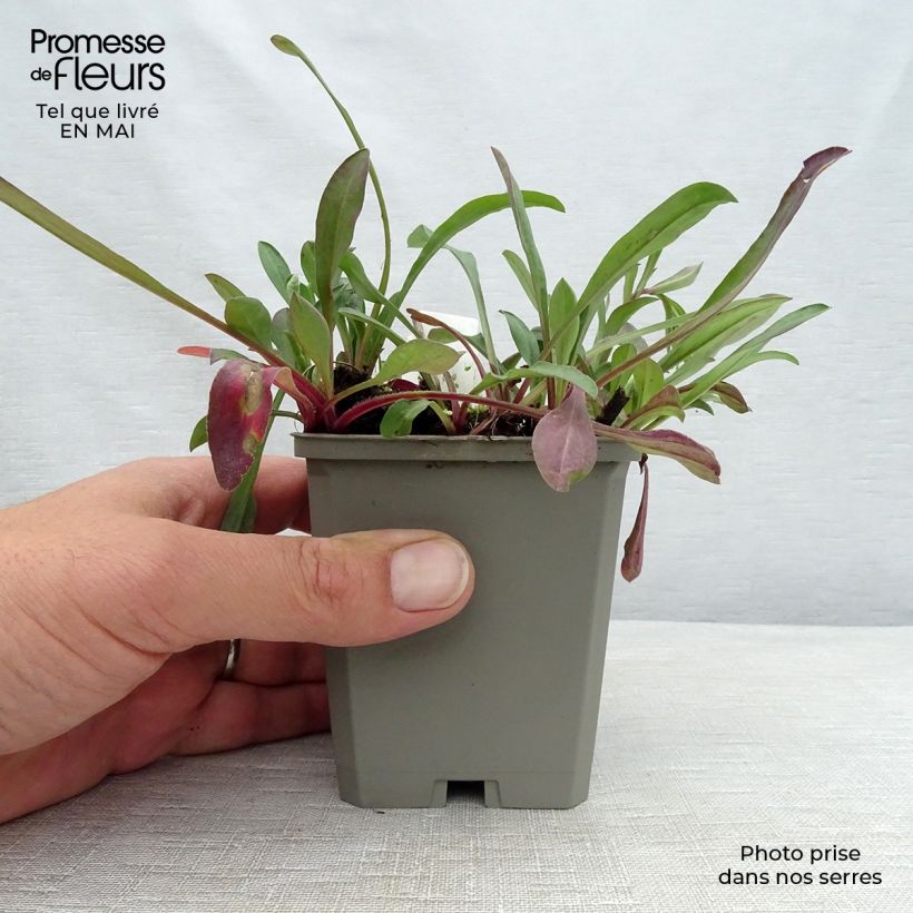 Amostra de Erigeron speciosus Sommerneuschnee Vaso de 8/9 cm tal como entregue na primavera