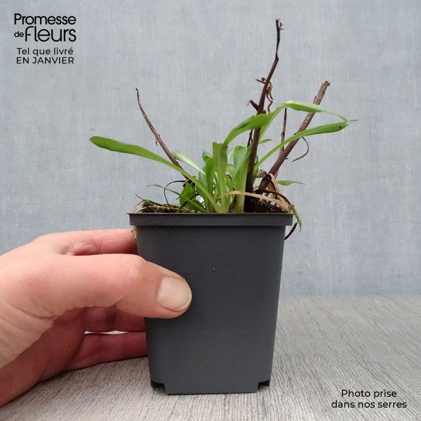 Amostra de Erigeron Sommerneuschnee - Vergerette de Californie.  Vaso de 8/9 cm tal como entregue no inverno