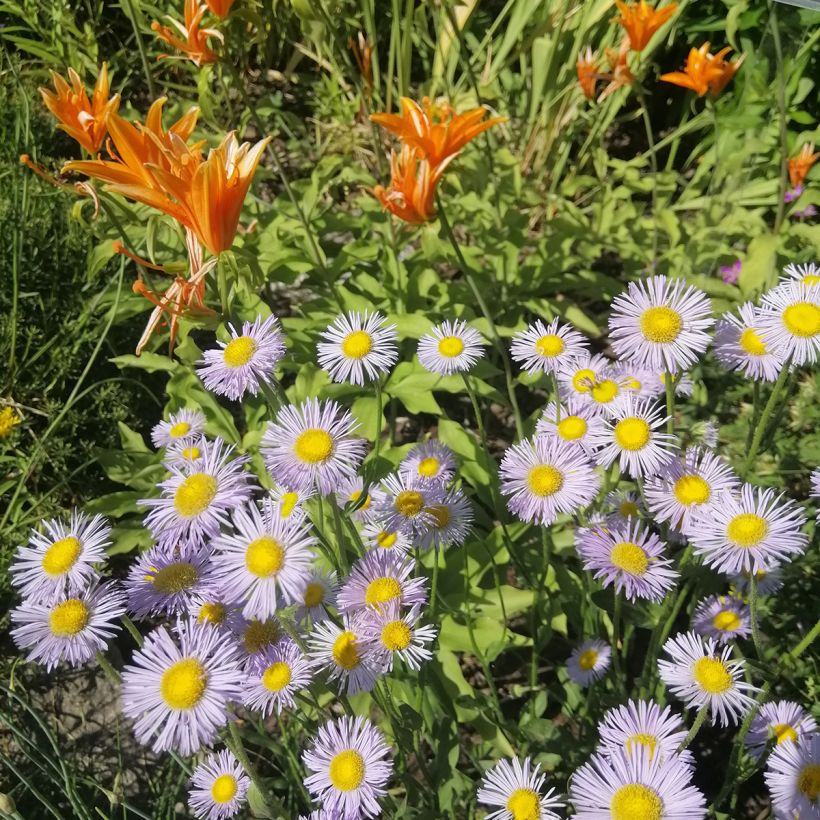 Erigeron speciosus Sommerneuschnee (Hábito)