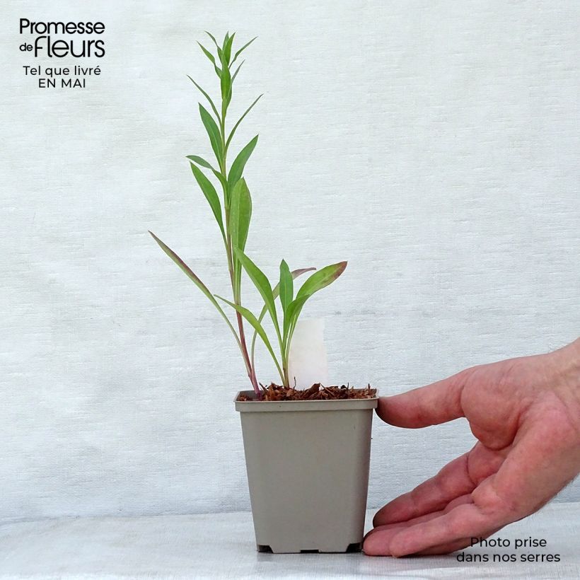 Amostra de Erigeron Strahlenmeer Vaso de 8/9 cm tal como entregue na primavera