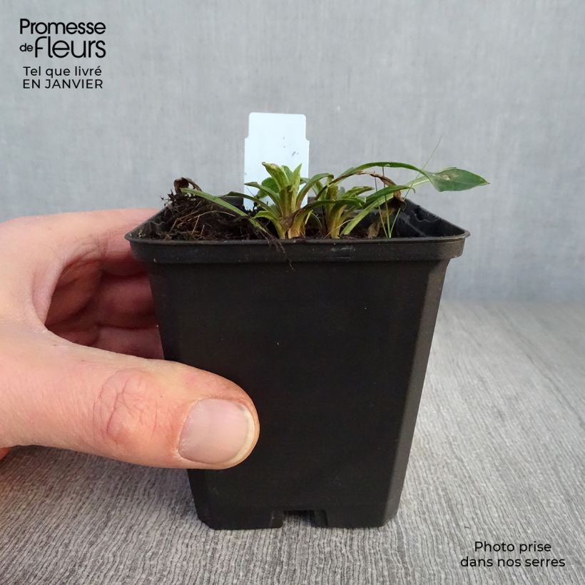 Amostra de Erigeron Strahlenmeer - Vergerette Vaso de 8/9 cm tal como entregue no inverno