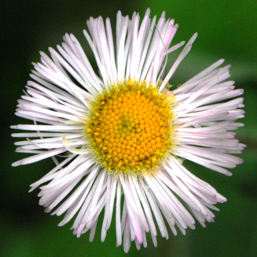 Erigeron annus (Floração)