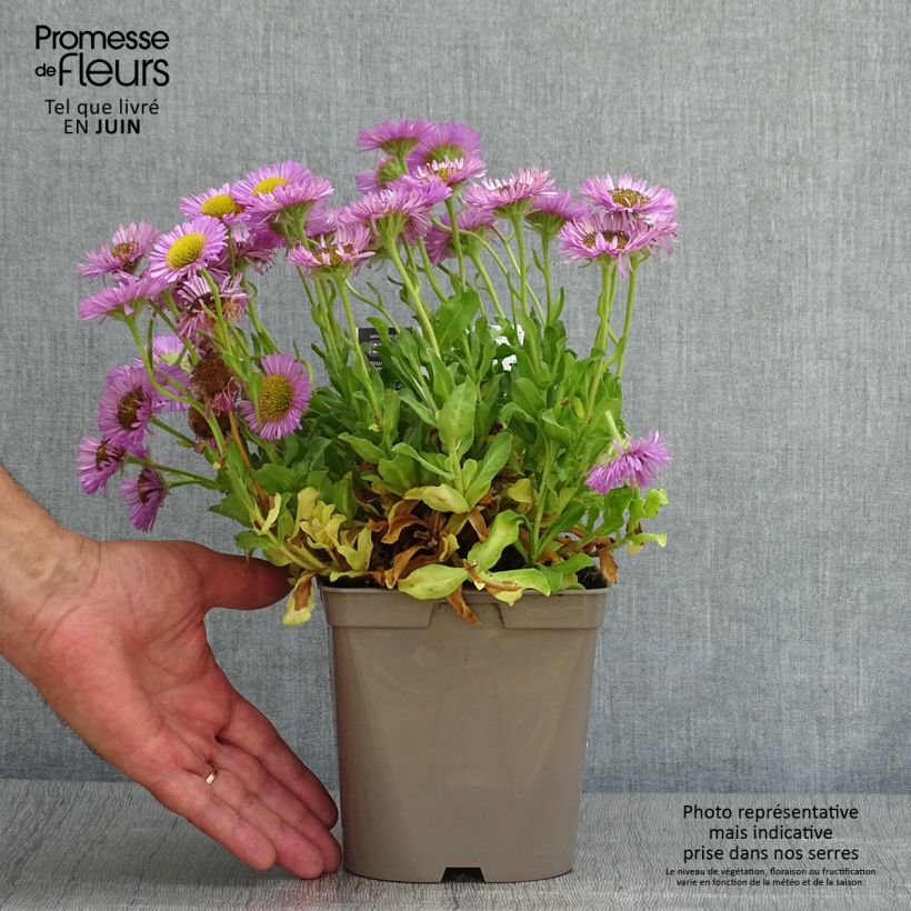 Amostra de Erigeron glaucus Sea Breeze Vaso de 2 L/3 L tal como entregue no verão