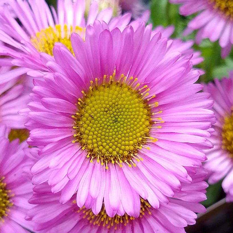 Erigeron glaucus Sea Breeze (Floração)