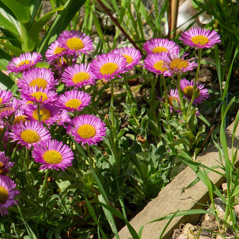 Erigeron glaucus Sea Breeze (Hábito)