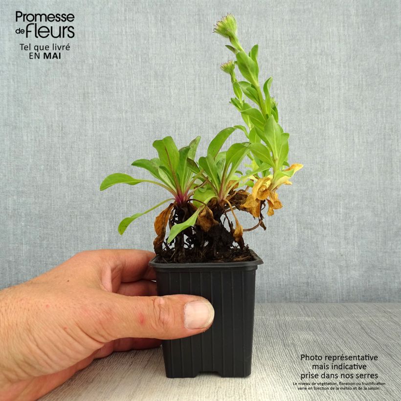 Amostra de Erigeron glaucus Vaso de 8/9 cm tal como entregue na primavera