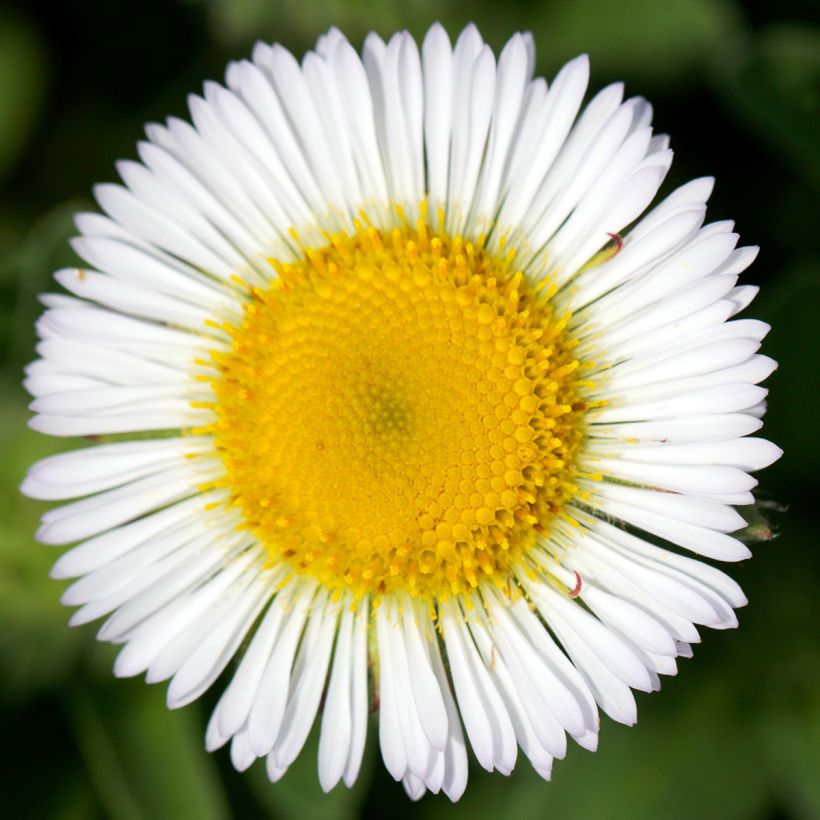 Erigeron glaucus (Floração)