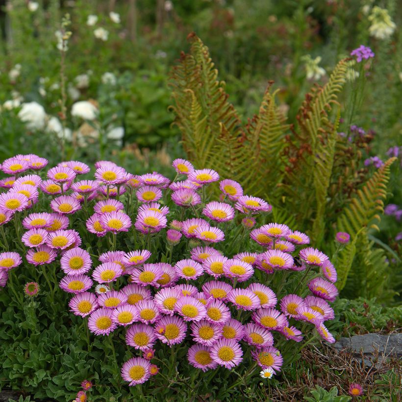 Erigeron glaucus (Hábito)