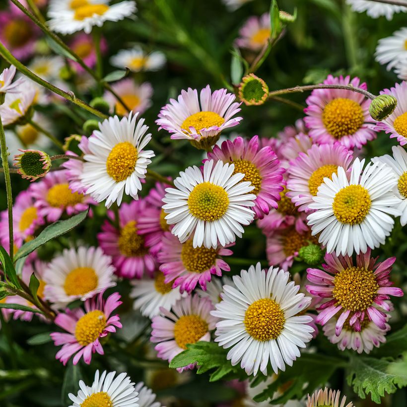 Erigeron karvinskianus (Floração)