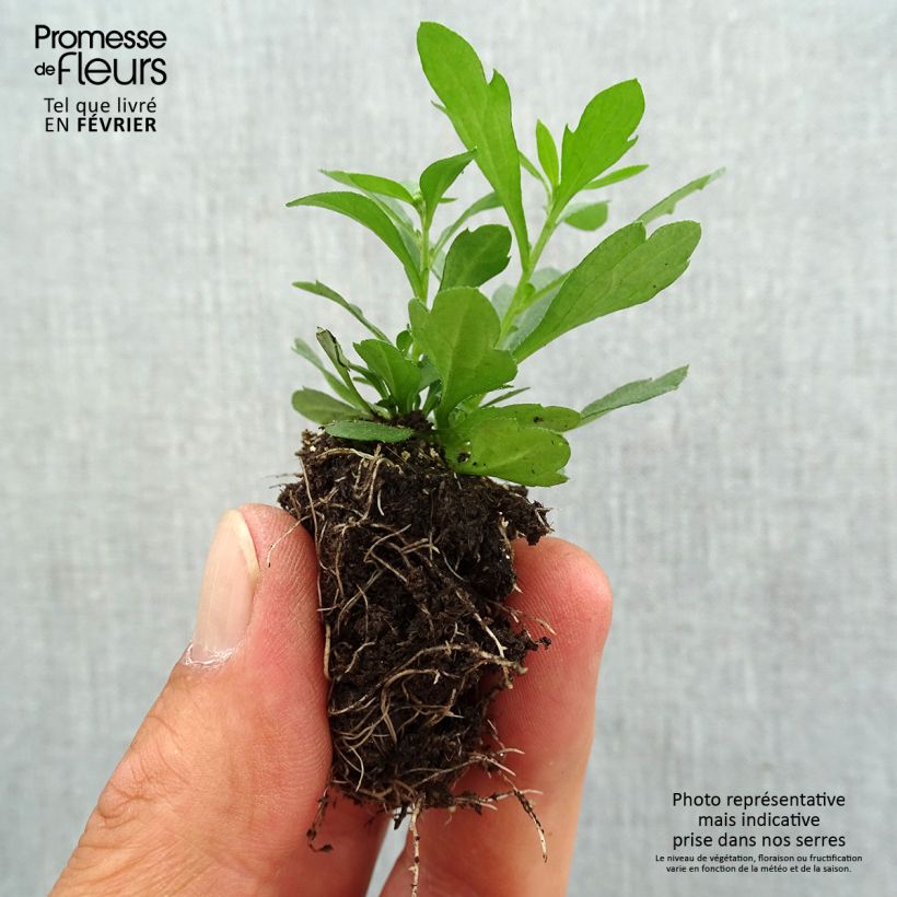 Amostra de Erigeron karvinskianus Mini-torrão Ø 3/4 cm tal como entregue no outono