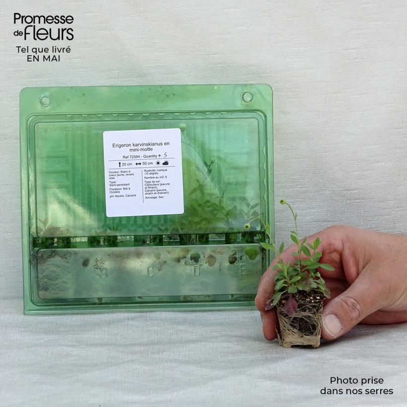 Amostra de Erigeron karvinskianus - Vergerette Mini-torrão Ø 3/4 cm tal como entregue na primavera