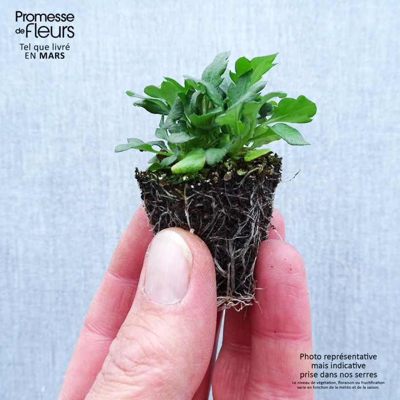 Amostra de Erigeron karvinskianus - Vergerette Jardimotte: torrão de 3,8 cm x 3,2 cm em tabuleiro de cultivo de 16 unidades tal como entregue na primavera