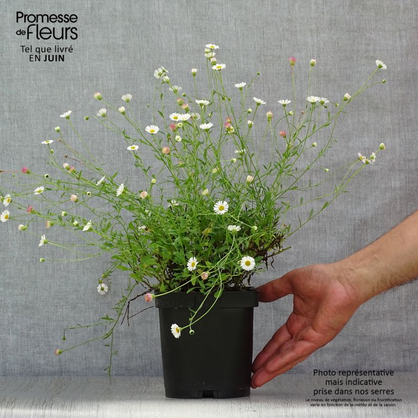 Amostra de Erigeron karvinskianus Vaso de 2 L/3 L tal como entregue no verão