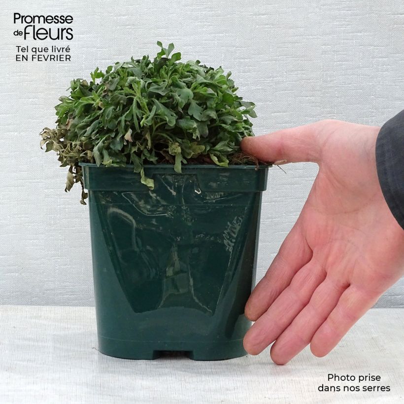 Amostra de Erigeron karvinskianus - Vergerette Vaso de 2 L/3 L tal como entregue no inverno