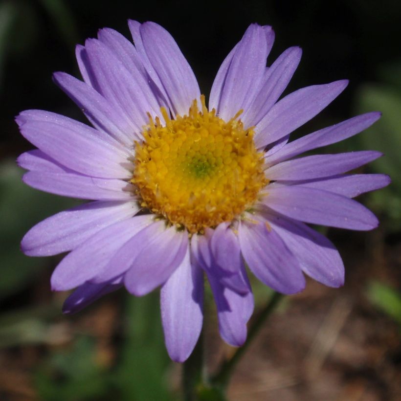 Erigeron leiomerus (Floração)