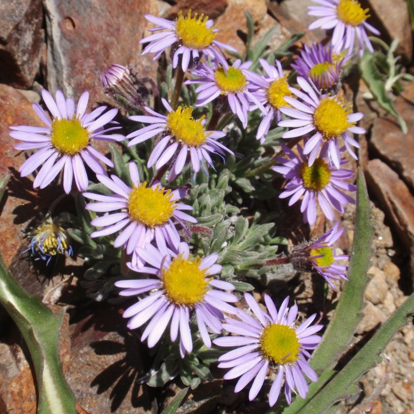 Erigeron leiomerus (Hábito)