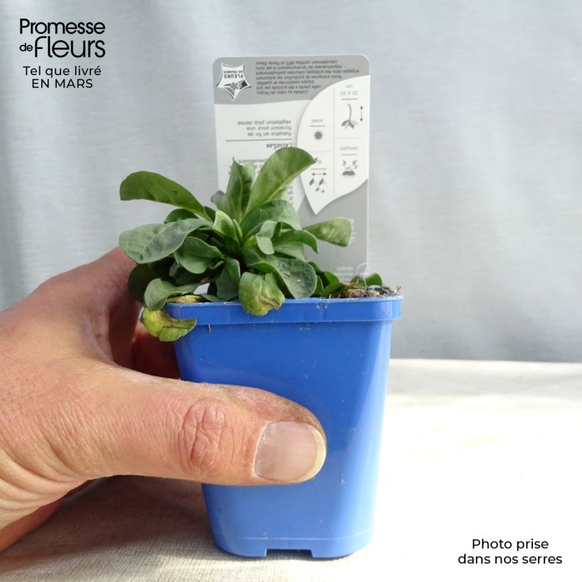 Amostra de Erigeron leiomerus, Vergerette Vaso de 7/8 cm tal como entregue no inverno