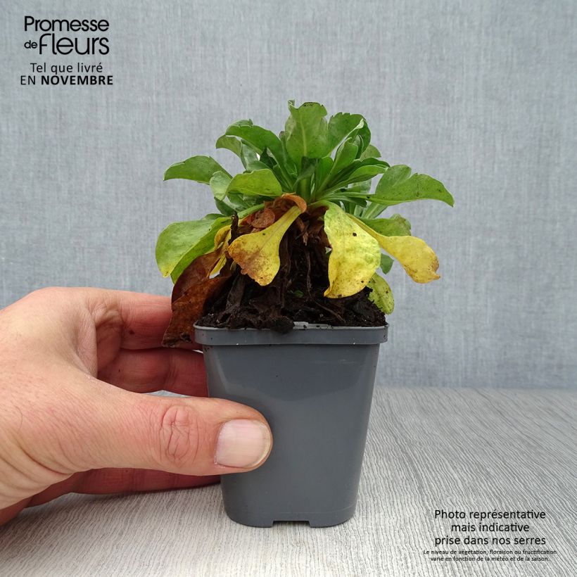 Amostra de Erigeron leiomerus Vaso de 7/8 cm tal como entregue no outono