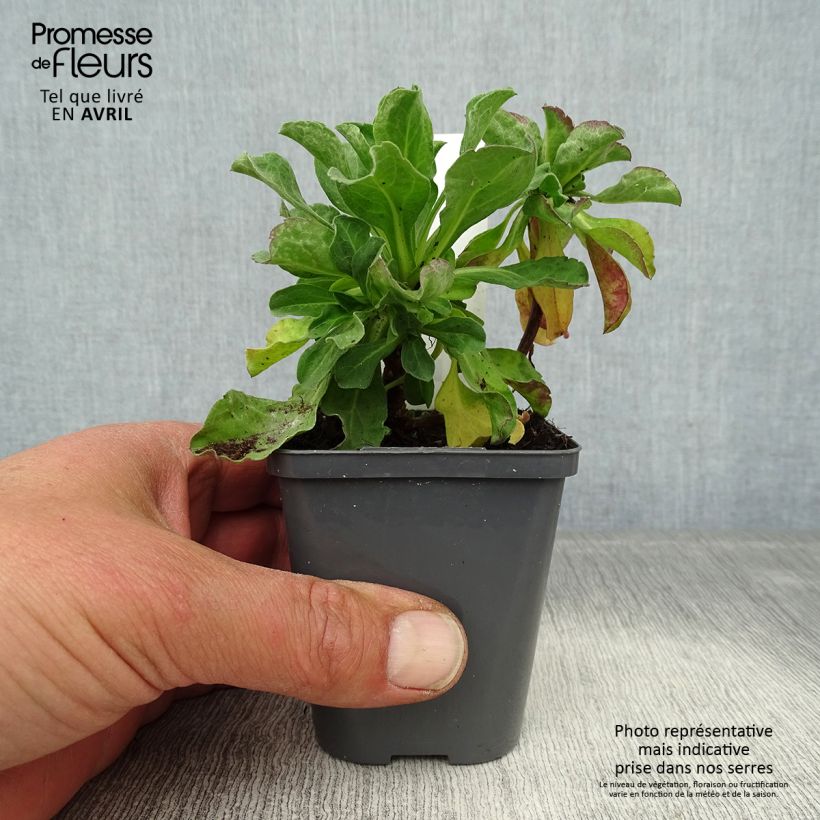 Amostra de Erigeron leiomerus Vaso de 7/8 cm tal como entregue na primavera