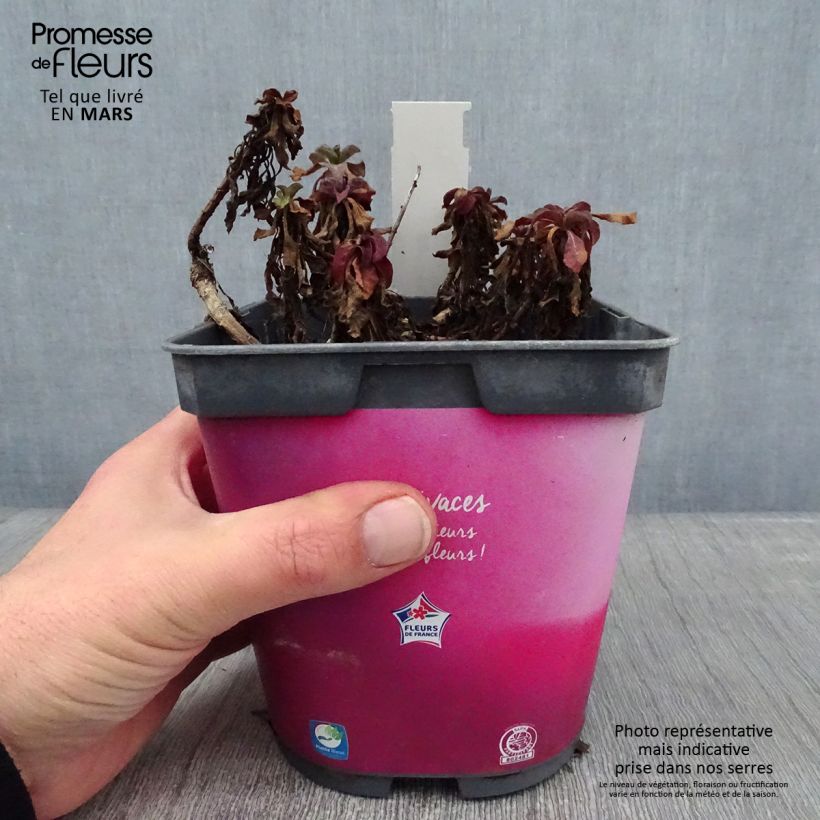 Amostra de Erigeron leiomerus, Vergerette Vaso de 2 L/3 L tal como entregue no inverno