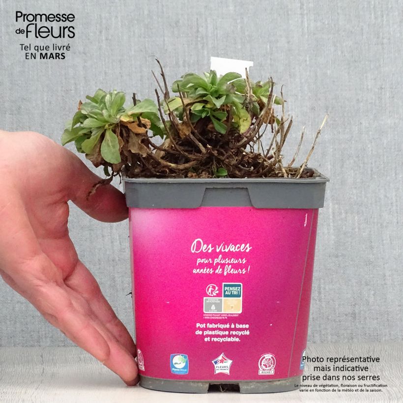 Amostra de Erigeron leiomerus Vaso de 2 L/3 L tal como entregue na primavera