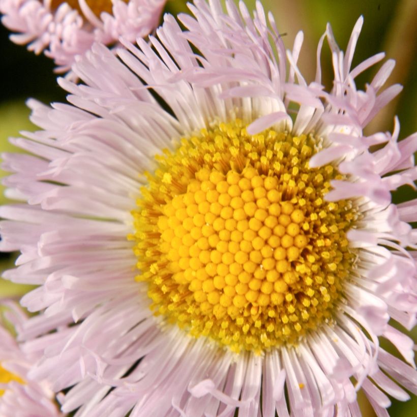 Erigeron philadelphicus (Floração)