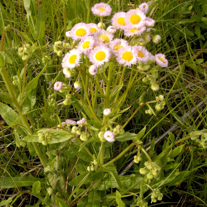 Erigeron philadelphicus (Hábito)