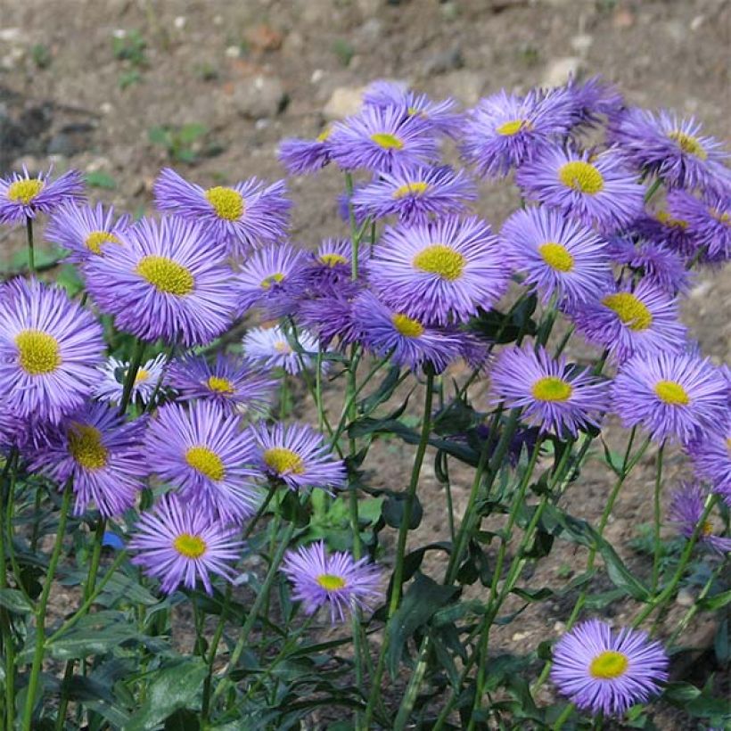 Erigeron speciosus Grandiflorus (Floração)