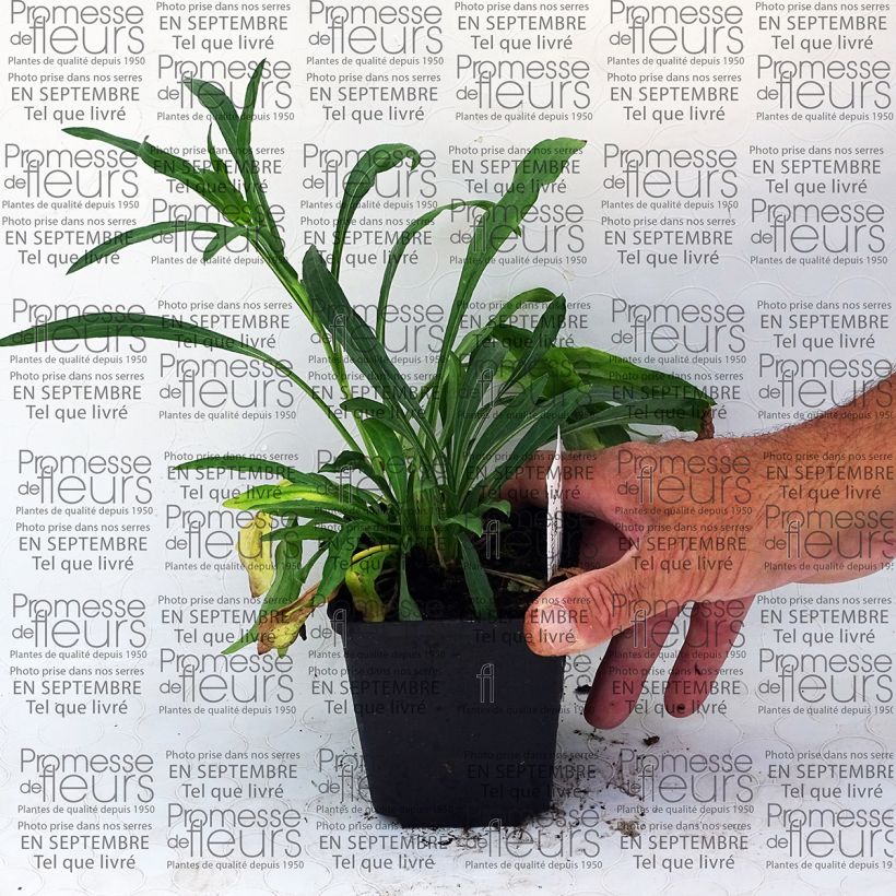 Exemplo de amostra de Erigeron speciosus Grandiflorus - Vergerette Vaso de 8/9 cm tal como entregue