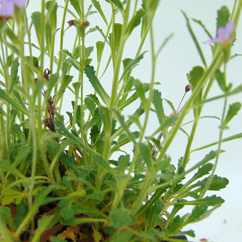 Erinus alpinus (Folhagem)