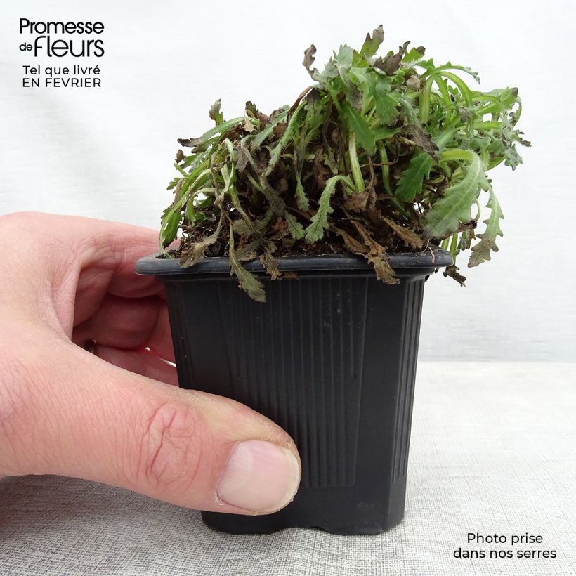 Amostra de Erinus alpinus Vaso de 8/9 cm tal como entregue no inverno