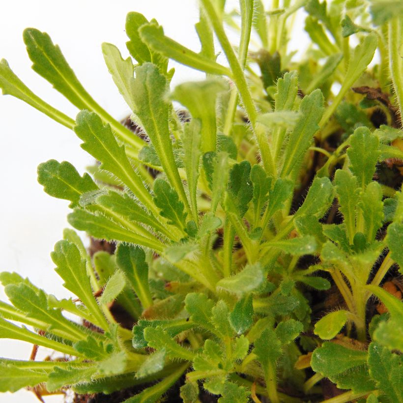 Erinus alpinus Hähnle (Folhagem)